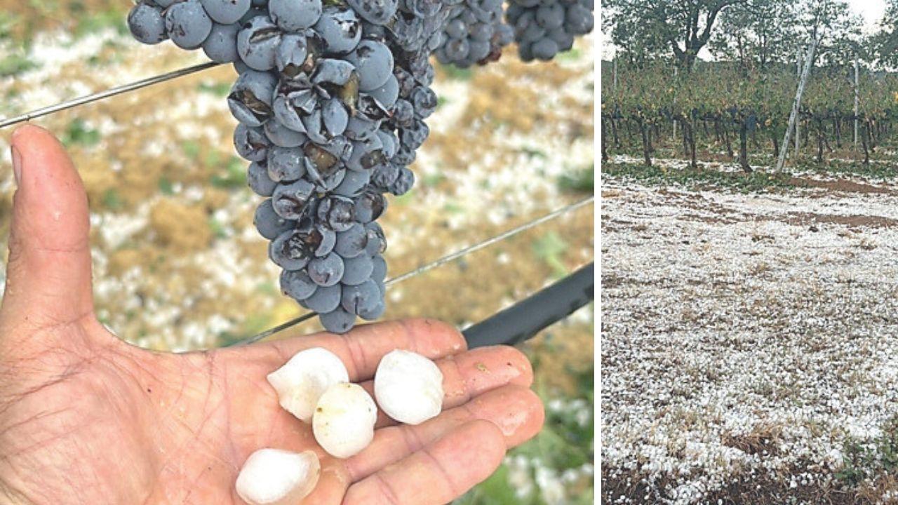 
	I chicci di grandine e i grappoli d'uva, a destra vigneto dopo la furia del cielo

