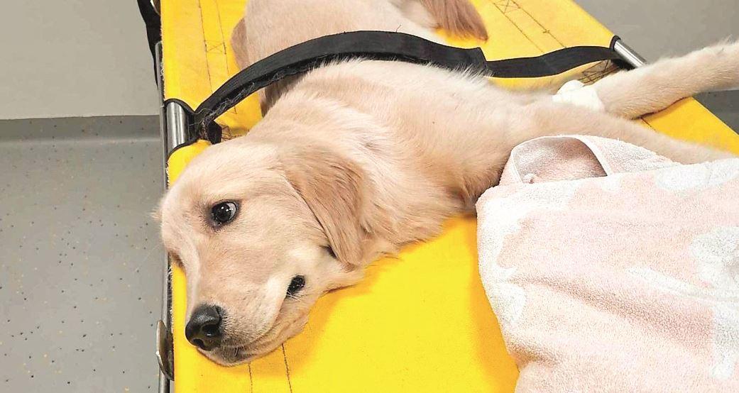 
	&ldquo;Dakota&rdquo;, la cucciola di golden retriever di sei mesi investita insieme alla sua padrona sulle strisce pedonali di viale del Risorgimento


