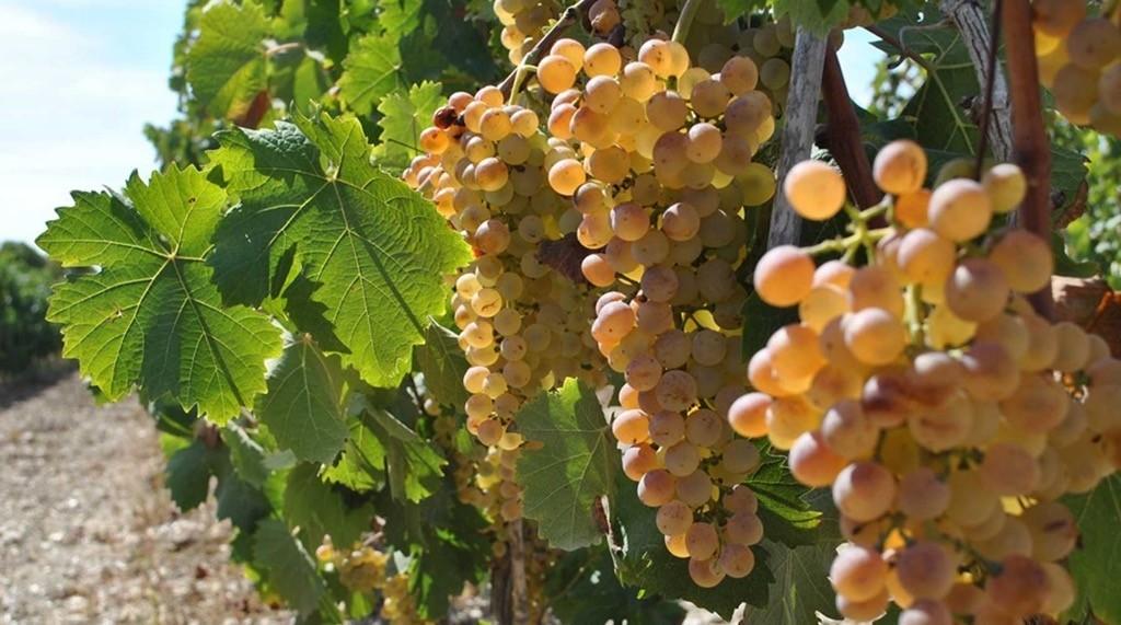 Stintino Wine Festival, due giorni dedicati al vino con le cantine locali