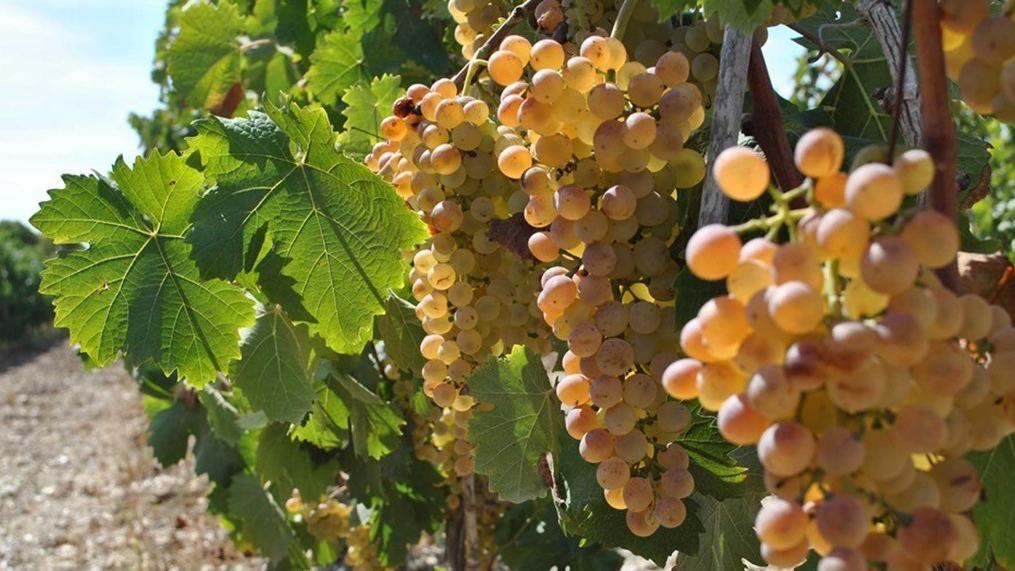 Stintino Wine Festival, due giorni dedicati al vino con le cantine locali