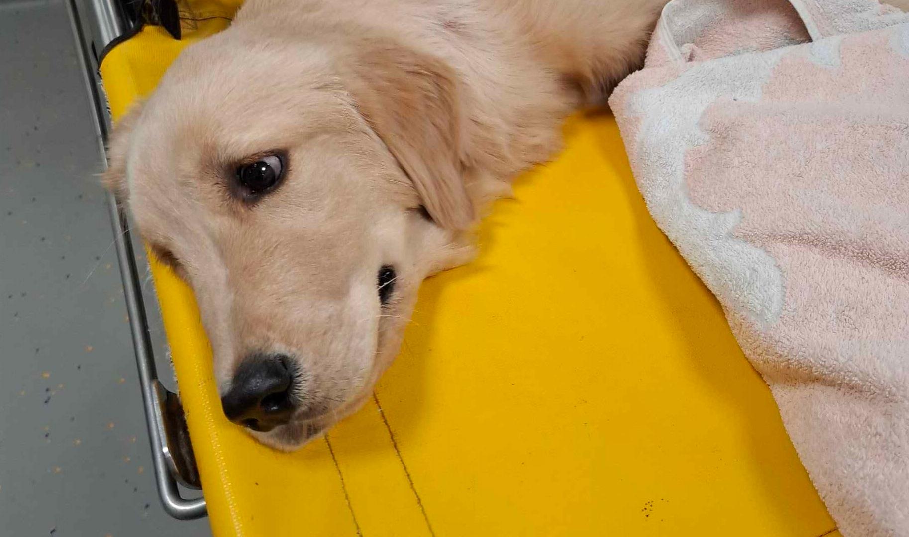 La cagnolina "Dakota"