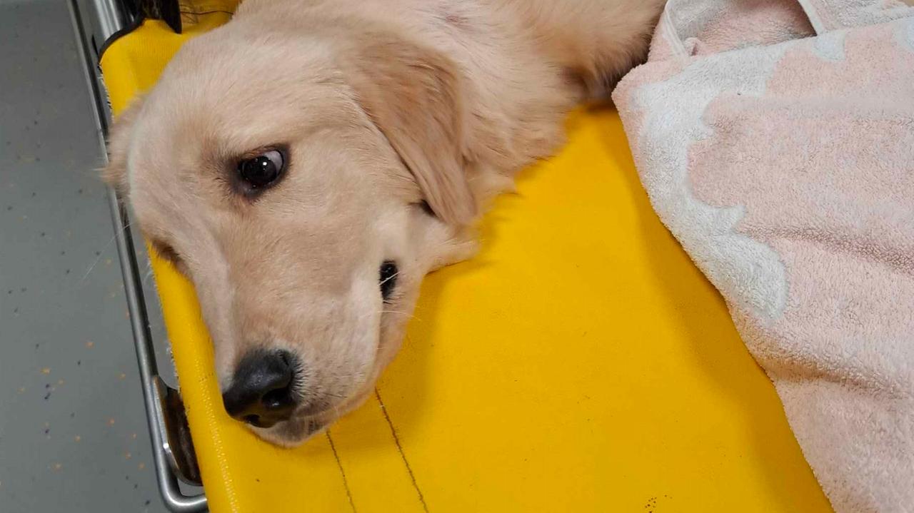 La cagnolina "Dakota"