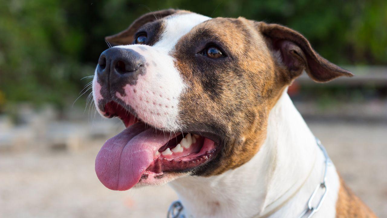 
	Un cane di razza Amstaff (foto d'archivio)

