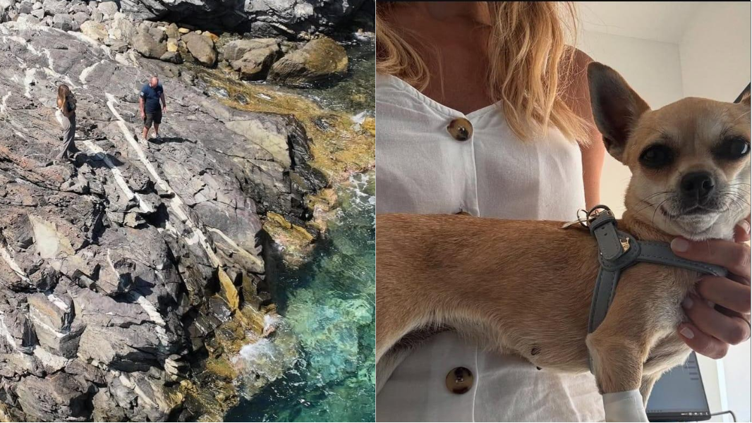 La cagnolina Cora cinque giorni sulla scogliera a Porto Cervo: le ricerche, i droni e i post sui social sino al lieto fine
