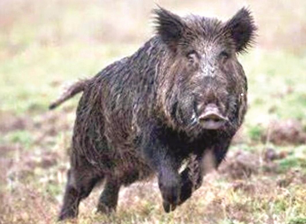 Macchina distrutta da un cinghiale: dopo 17 anni condannata la Regione e automobilista risarcito