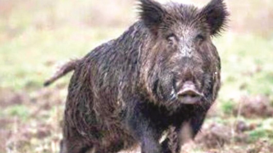 Macchina distrutta da un cinghiale: dopo 17 anni condannata la Regione e automobilista risarcito