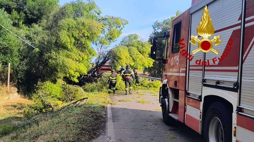 Crolla un albero, due auto si scontrano: un ferito all’ospedale