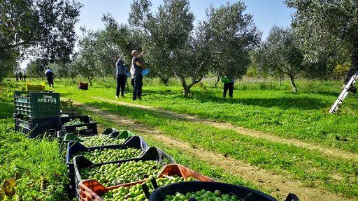 Olio, i produttori: «Tanti problemi, ma aumentano qualità e richieste»