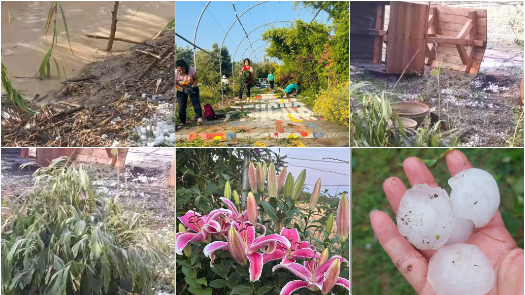Violenta grandinata distrugge il giardino di tulipani per la ricerca contro il tumore: «Tutto da rifare»