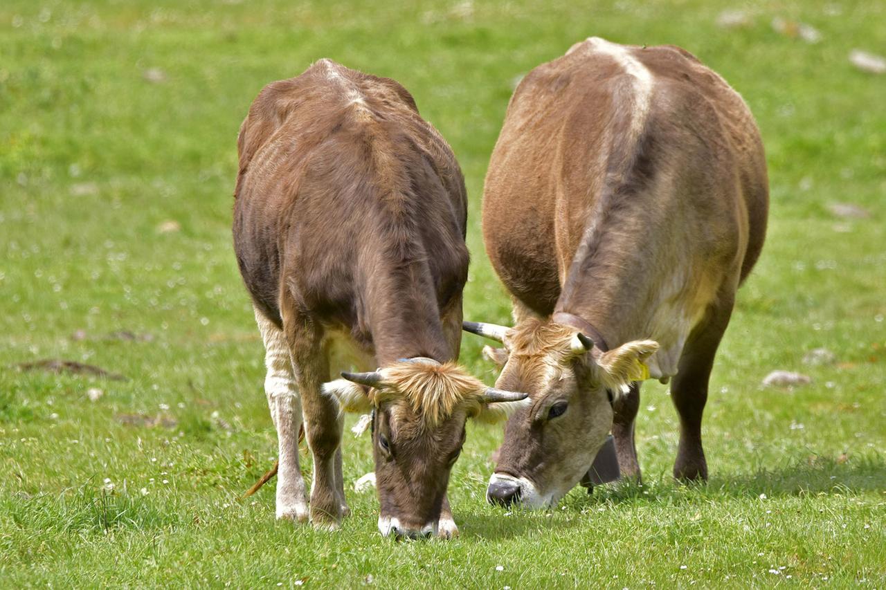 Bovini al pascolo