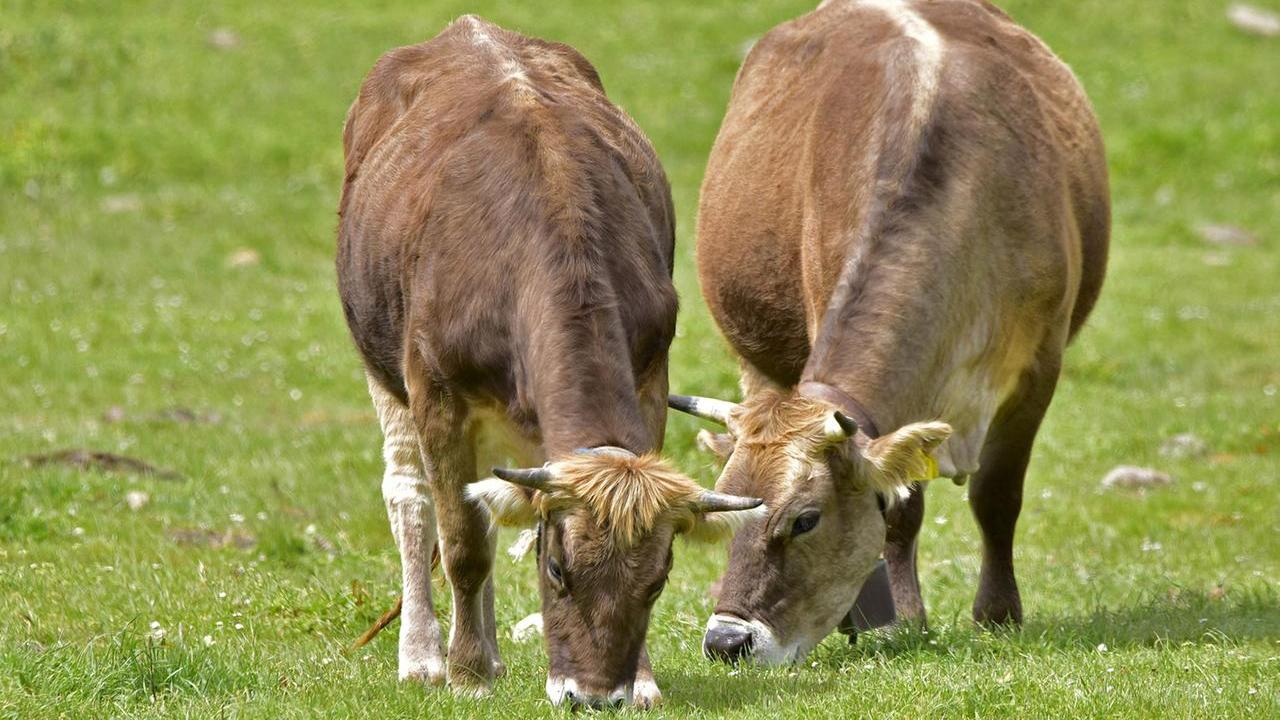 Bovini al pascolo