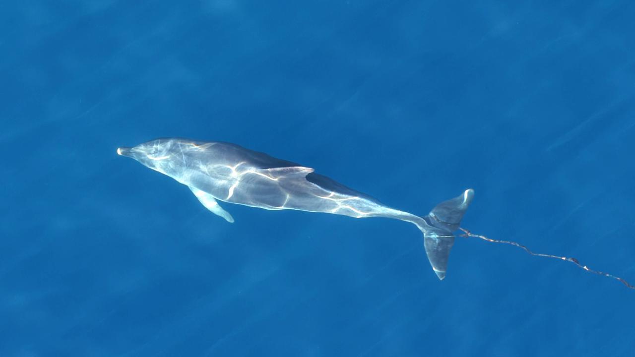 Un delfino con una cima attaccata alla coda (foto di Paolo Rege)