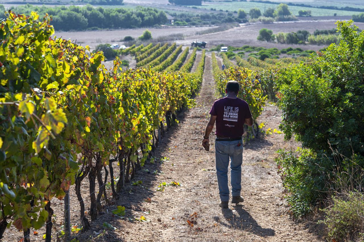 Contini inaugura la vendemmia tra acini di Vernaccia e Nieddera