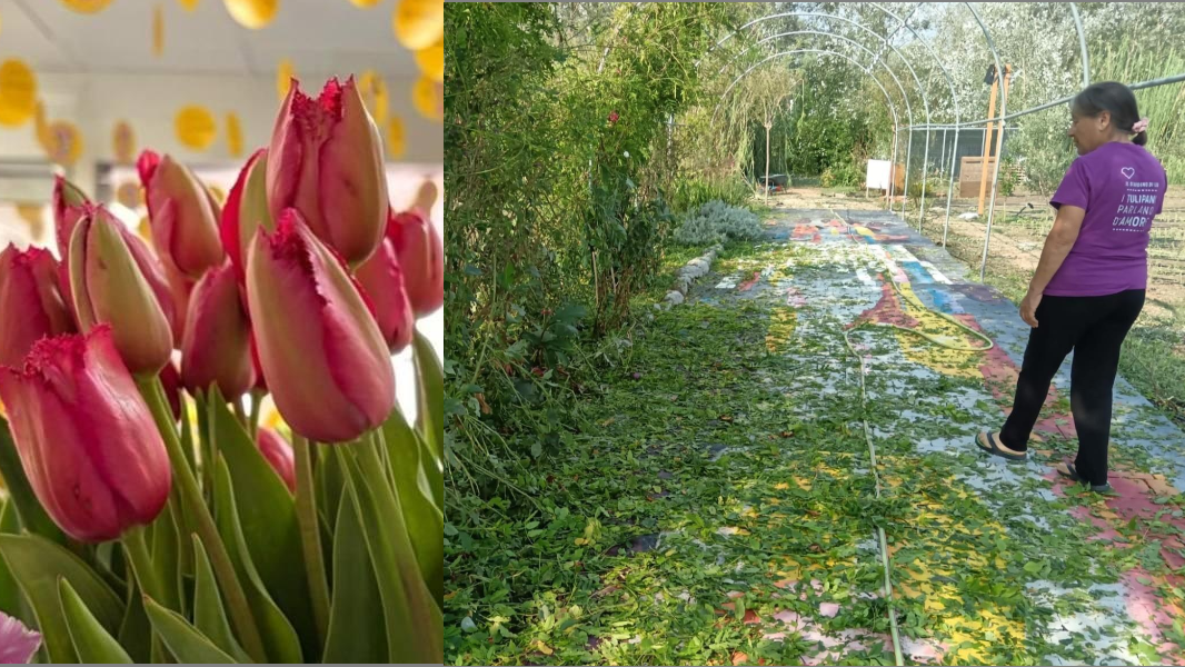 Il Giardino di Lu devastato dalla grandine: «Aiutateci a ripiantare i tulipani della speranza» – come contribuire