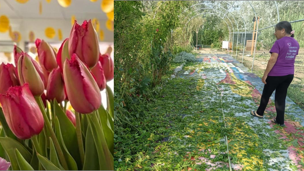 Il Giardino di Lu devastato dalla grandine: «Aiutateci a ripiantare i tulipani della speranza» – come contribuire
