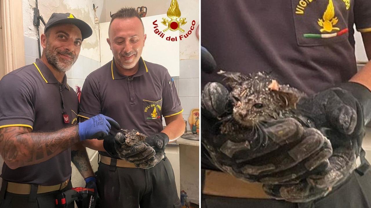 Mamma gatta partorisce sul terrazzo, uno dei cuccioli cade: salvato dai vigili del fuoco