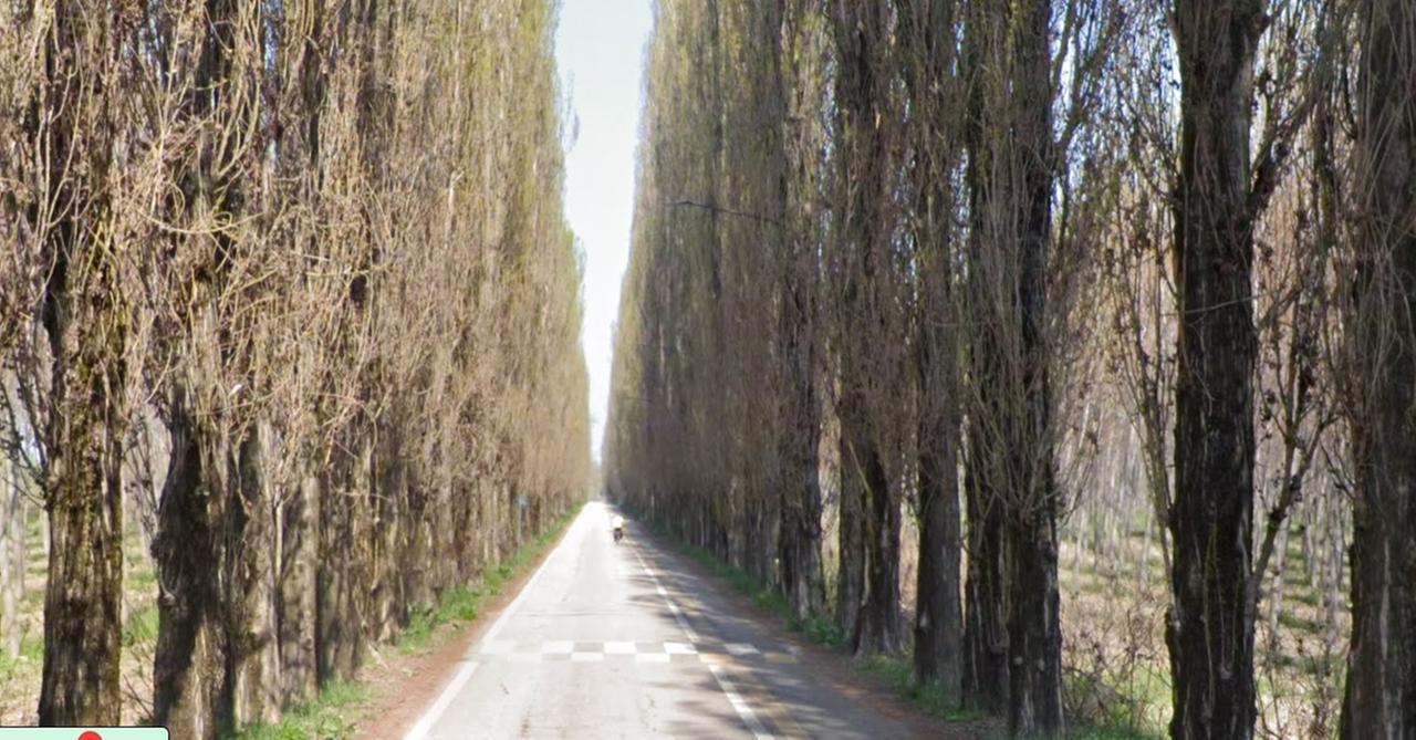 Gualtieri, 402 pioppi di viale Po sono da tagliare. Il Comune mette all’asta la legna