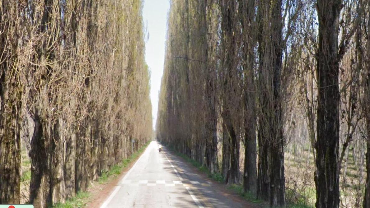 Gualtieri, 402 pioppi di viale Po sono da tagliare. Il Comune mette all’asta la legna