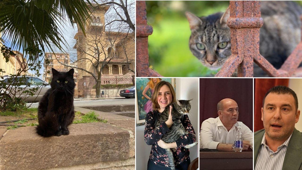 Una città a misura di gatto: a Sassari 53 colonie feline