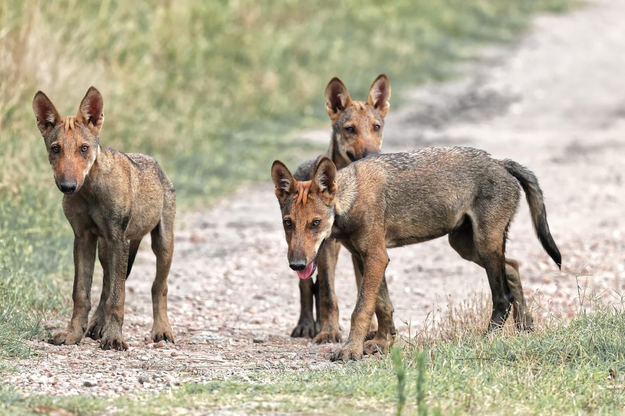Cucciolata di lupi selvatici spunta nelle Valli del Mezzano