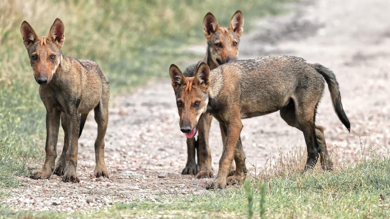 Cucciolata di lupi selvatici spunta nelle Valli del Mezzano
