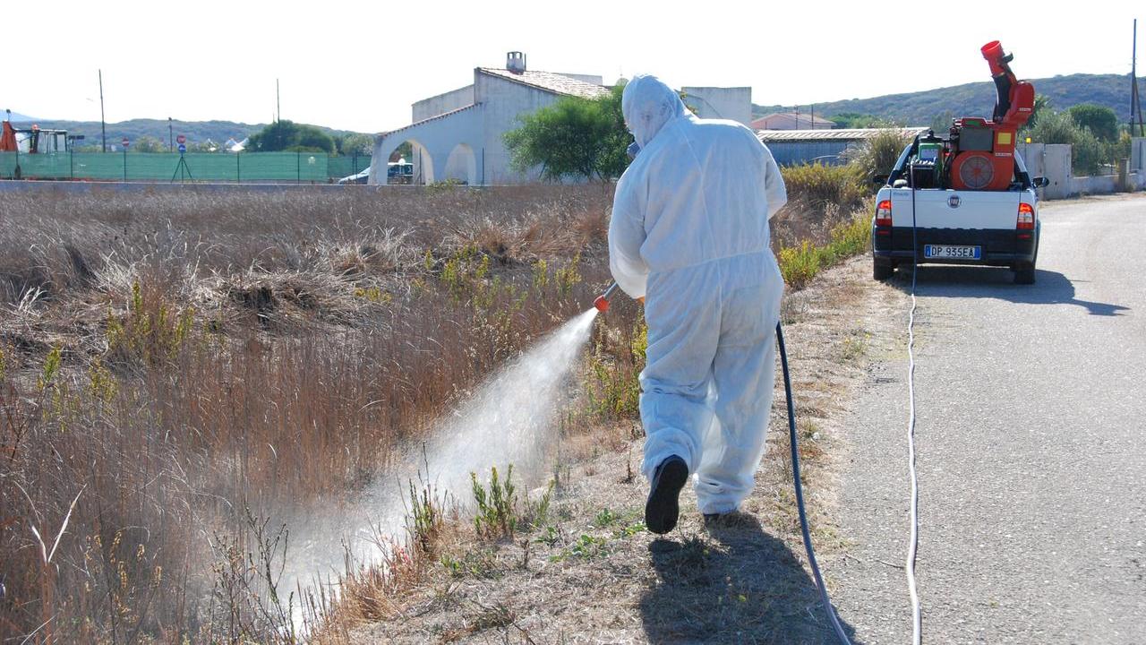 Allarme zanzare e vespe, scatta la disinfestazione: ecco le zone interessate