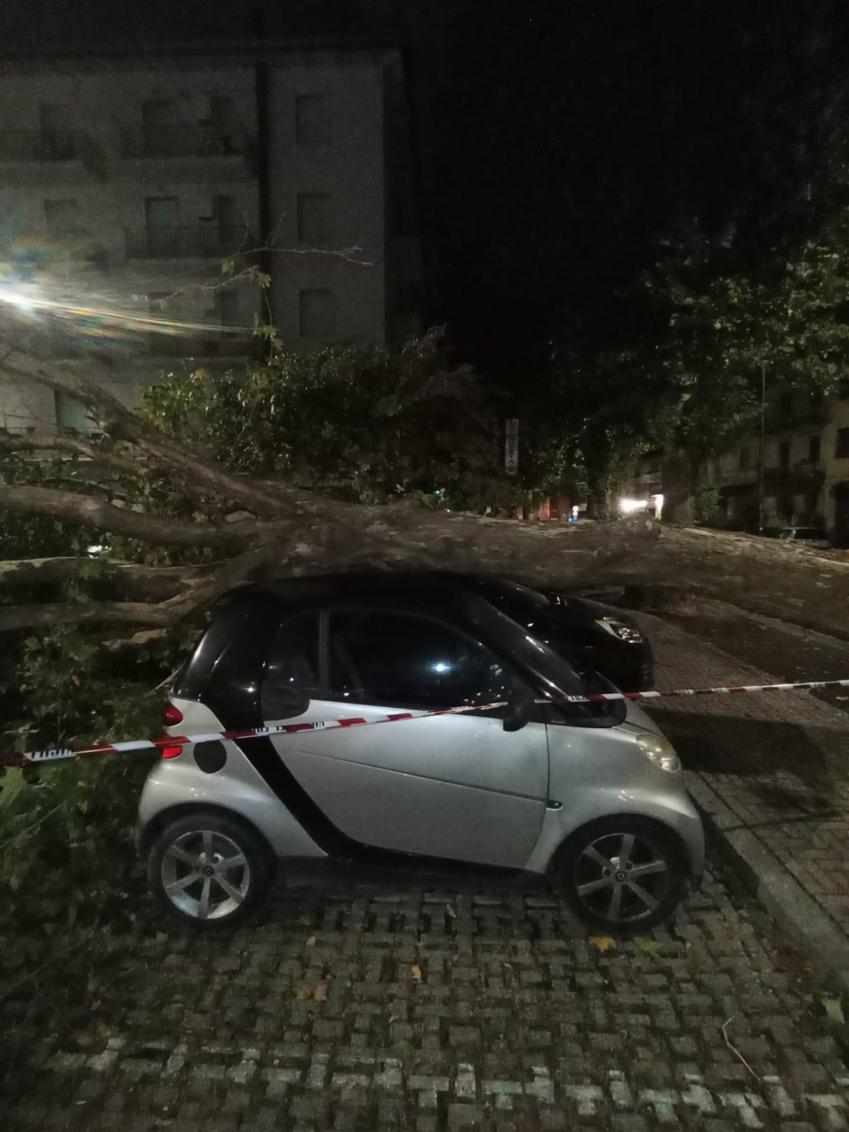 
	Uno degli alberi caduti sulle auto in sosta (foto Giovanni Tarducci)

