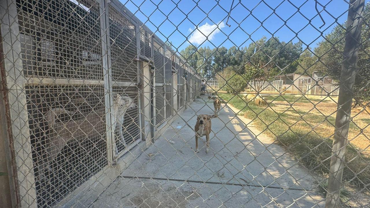 Il canile “Primavera” a rischio chiusura: parte una petizione popolare
