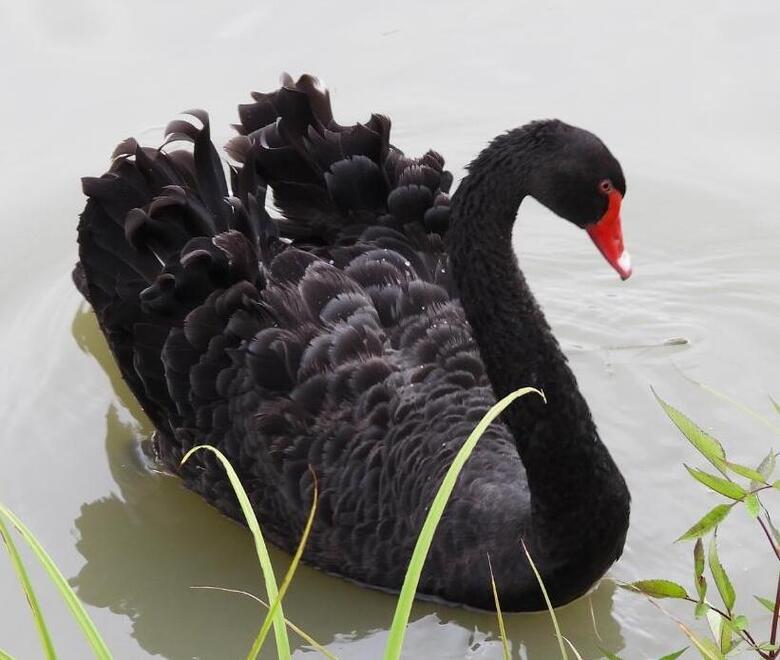 Un raro cigno nero spunta nel canale a Mirandola e diventa subito una star