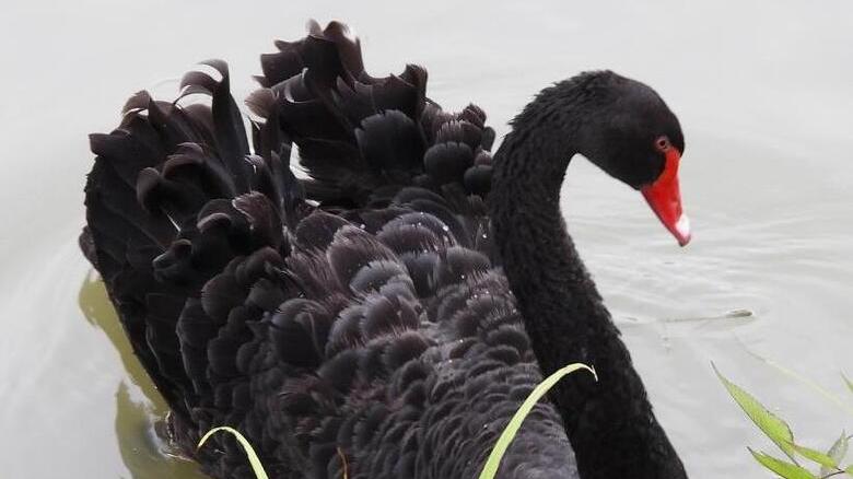 Un raro cigno nero spunta nel canale a Mirandola e diventa subito una star