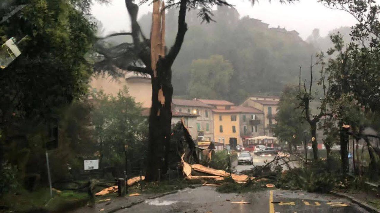 
	L'albero spezzato (foto da Facebook)

