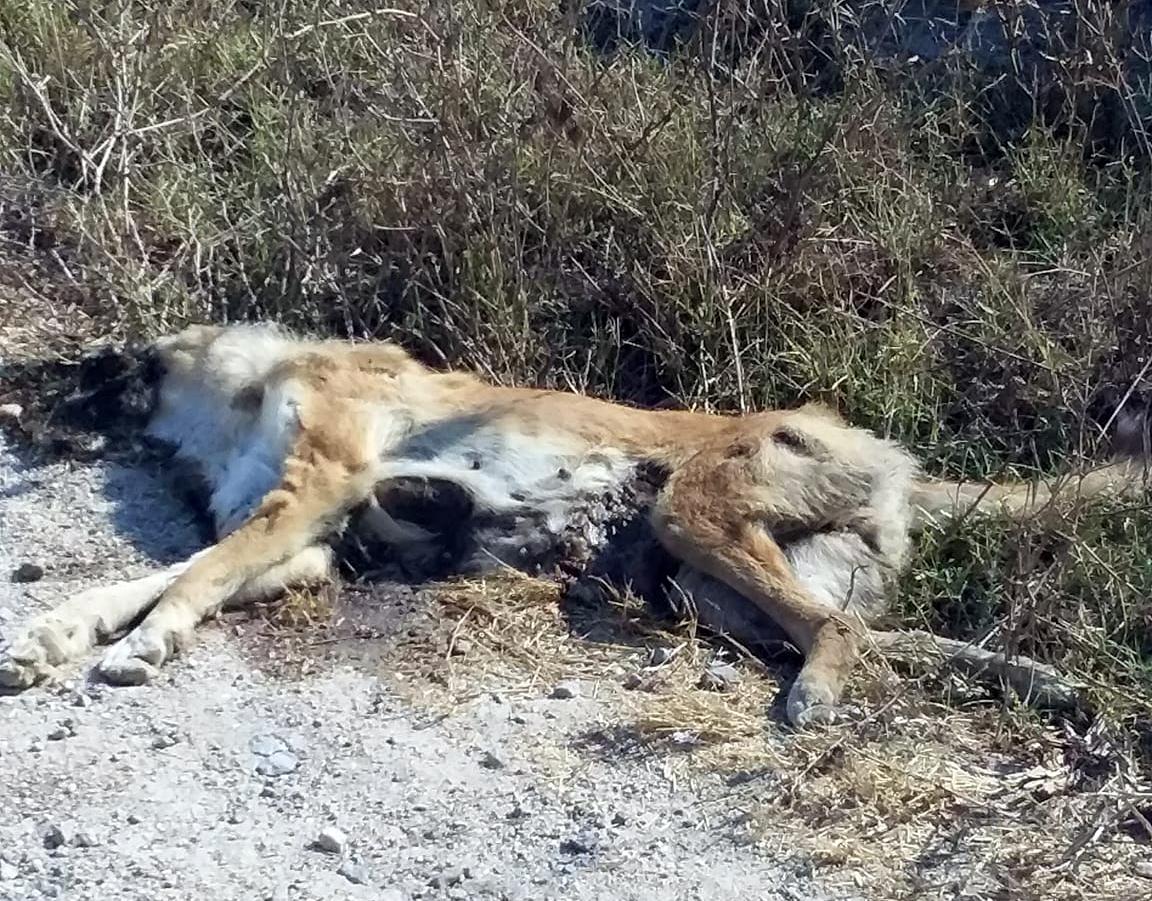 Rifiuti e carcasse di animali, il degrado della periferia dimenticata