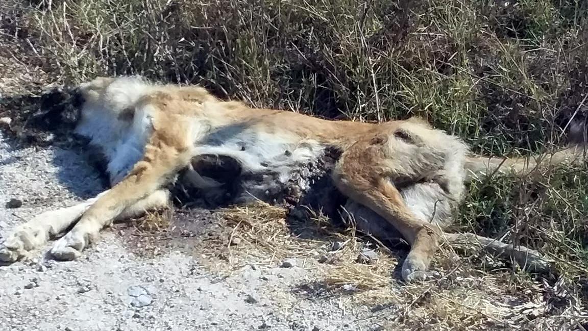 Rifiuti e carcasse di animali, il degrado della periferia dimenticata