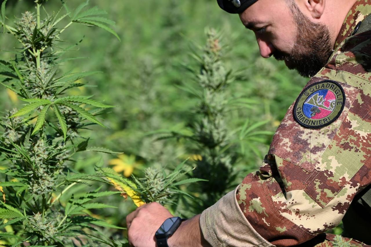 Coltivazione illecita di marijuana: gli arresti salgono a cinque