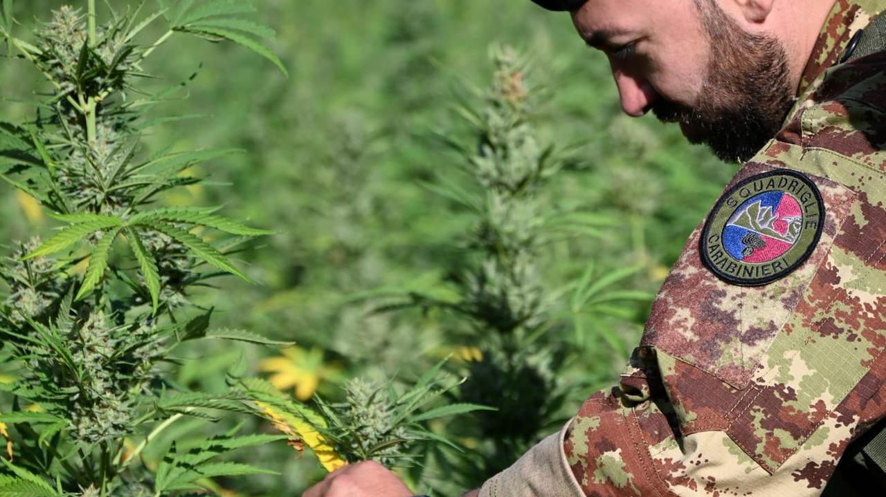 Coltivazione illecita di marijuana: gli arresti salgono a cinque