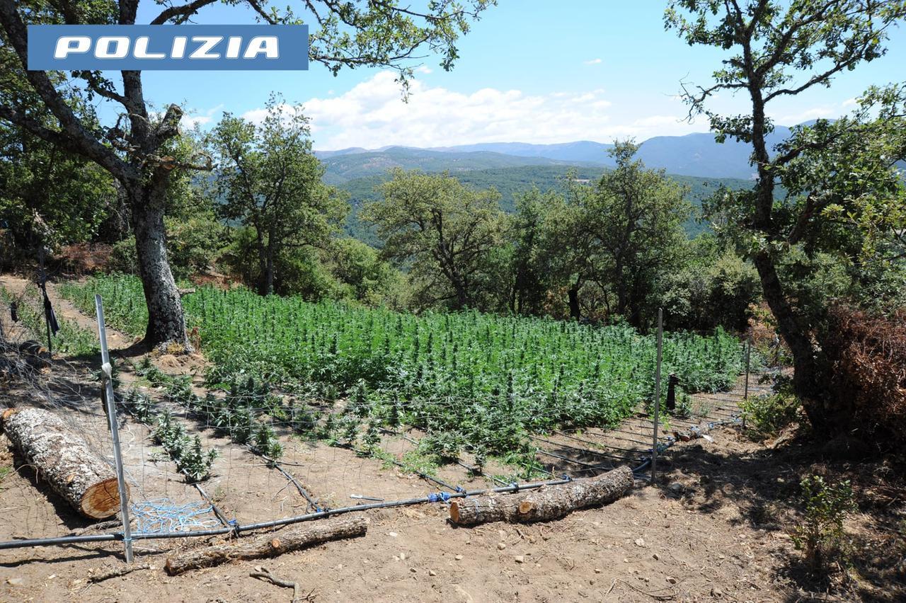 Nuorese, scoperta un’altra maxi piantagione di marijuana