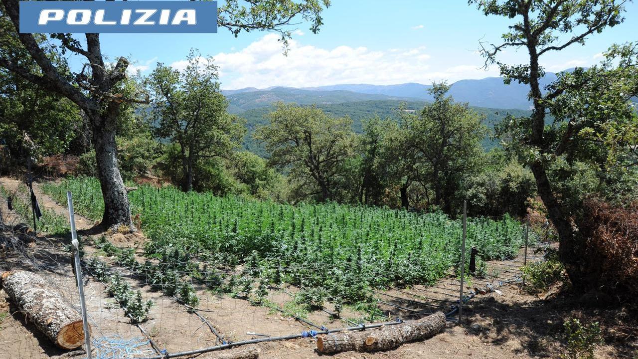 Nuorese, scoperta un’altra maxi piantagione di marijuana