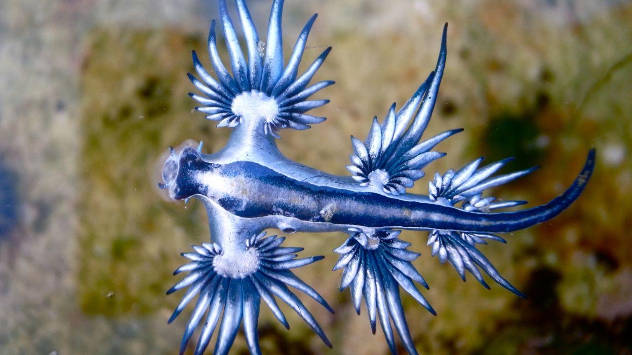 Allarme “drago blu” in Spagna: chiuse alcune spiagge della Costa Blanca