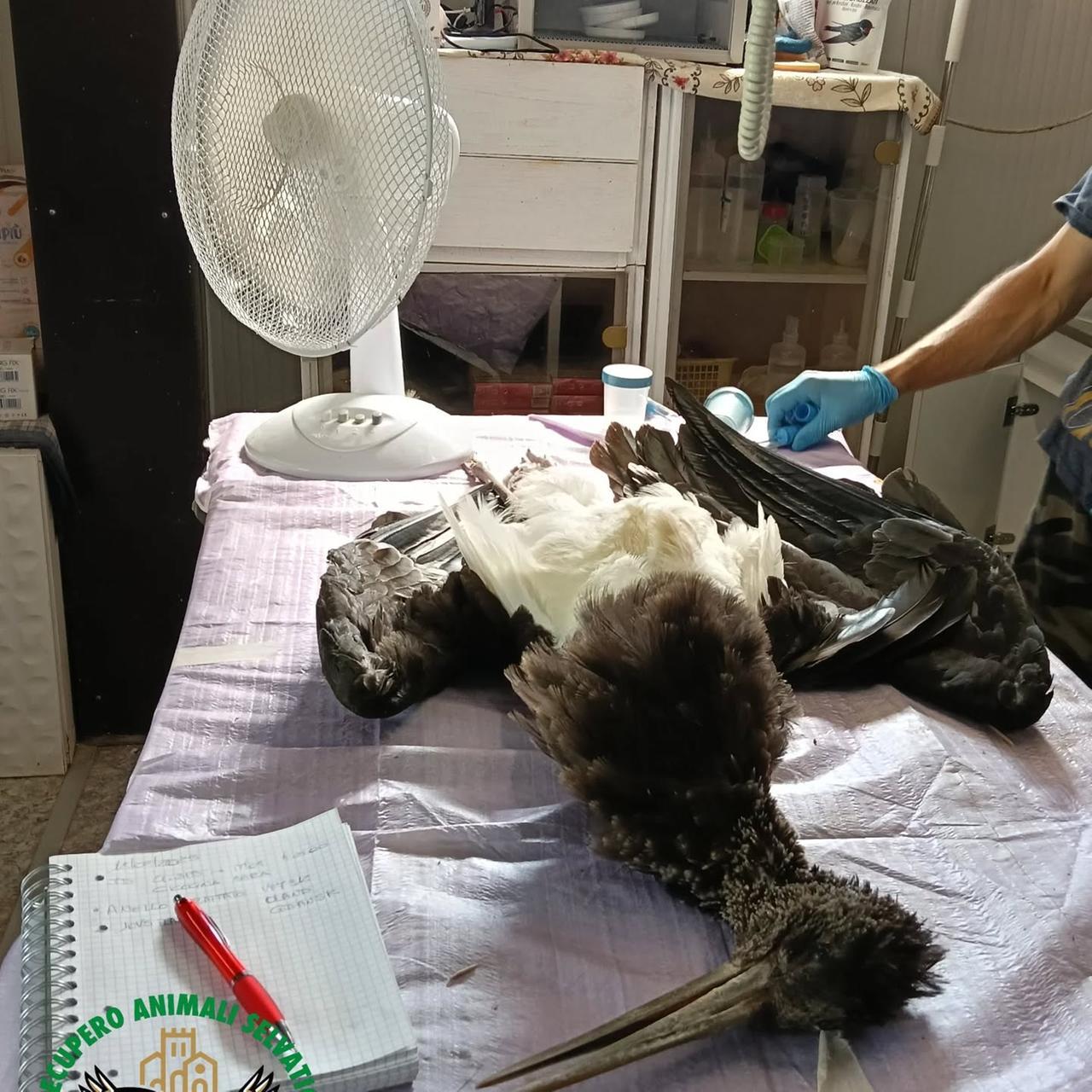 Dalla Polonia a Gavasseto, ma il volo della cicogna nera finisce male