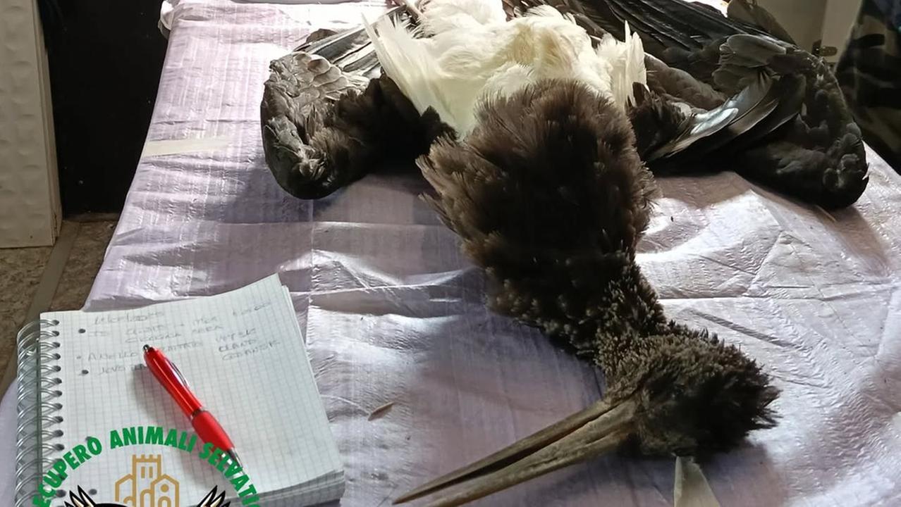 Dalla Polonia a Gavasseto, ma il volo della cicogna nera finisce male