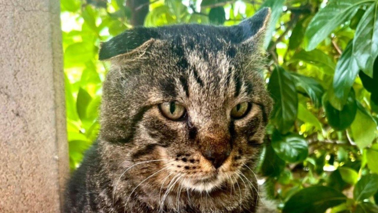 Il gatto (foto da Facebook)