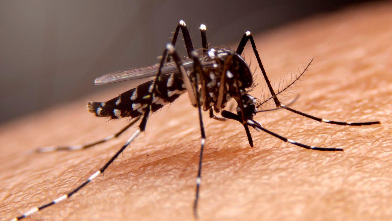 Disinfestazione a Prato dopo un caso di Dengue