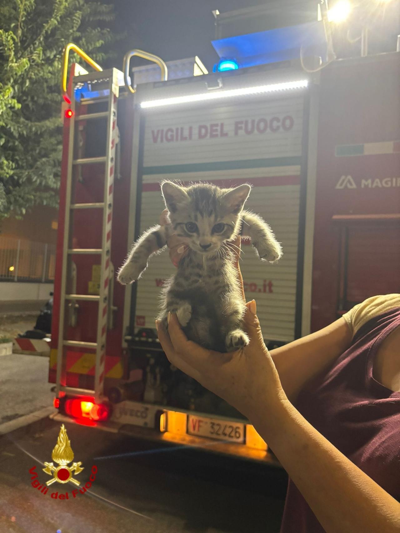 I vigili del fuoco di Prato salvano una gattina rimasta intrappolata nel cruscotto di un’auto