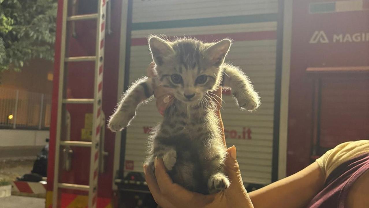I vigili del fuoco di Prato salvano una gattina rimasta intrappolata nel cruscotto di un’auto