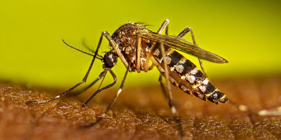 Iolo, allarme per un caso di dengue: ricoverato uomo rientrato dall’India<br>
