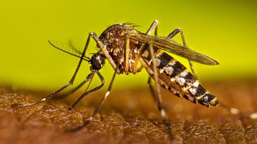 Iolo, allarme per un caso di dengue: ricoverato uomo rientrato dall’India<br>