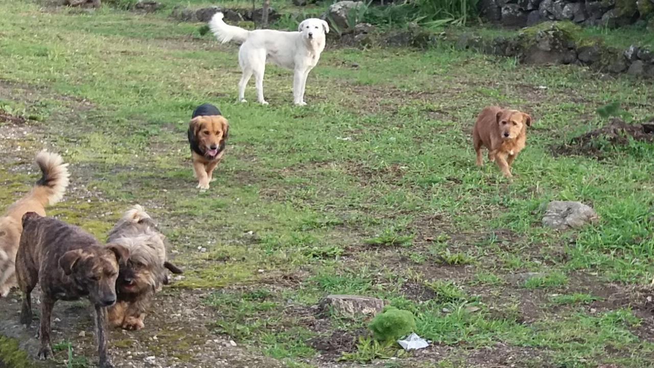 Olbia, cani randagi nella zona industriale: pronto il piano di cattura