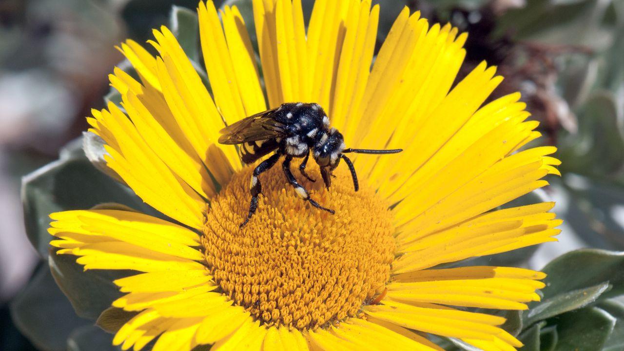 Punta da un calabrone mentre si trova in vacanza, muore a 67 anni