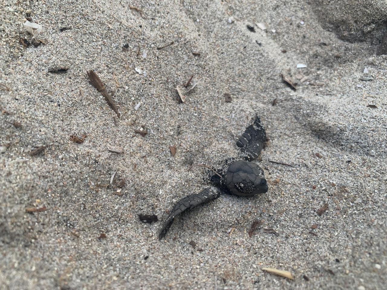 Sorpresa a Porto Taverna: si schiudono le uova di Caretta caretta