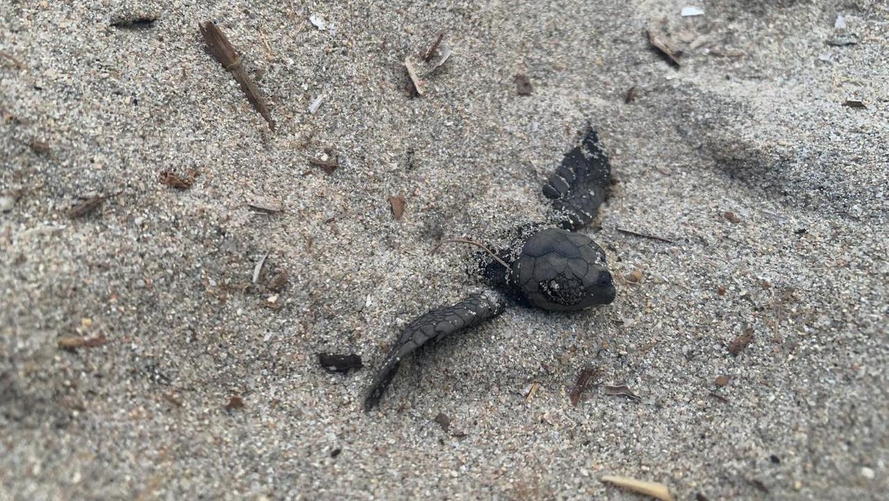 Sorpresa a Porto Taverna: si schiudono le uova di Caretta caretta